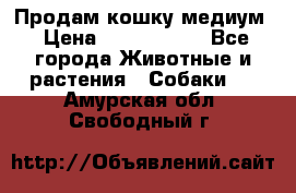 Продам кошку медиум › Цена ­ 6 000 000 - Все города Животные и растения » Собаки   . Амурская обл.,Свободный г.